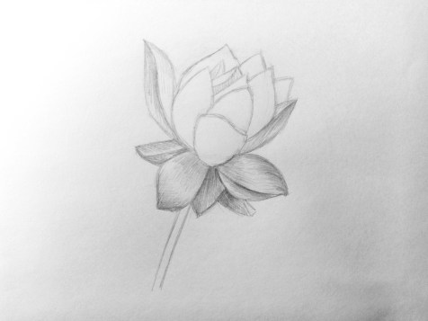 Como desenhar uma flor com um lápis? Uma lição passo a passo. Passo 10. Retratos a lápis - Fenlin.ru