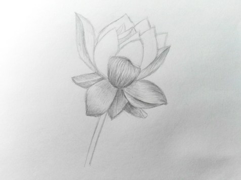 Como desenhar uma flor com um lápis? Uma lição passo a passo. Passo 11. Retratos a lápis - Fenlin.ru