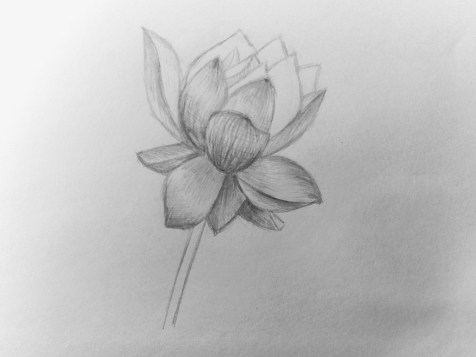 Como desenhar uma flor a lápis? Lição passo a passo. Passo 12. Retratos a lápis - Fenlin.ru