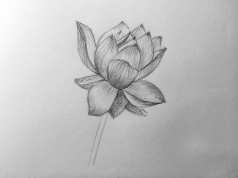 如何用铅笔画出一朵花？循序渐进的课程。第13步。铅笔画像 - Fenlin.ru