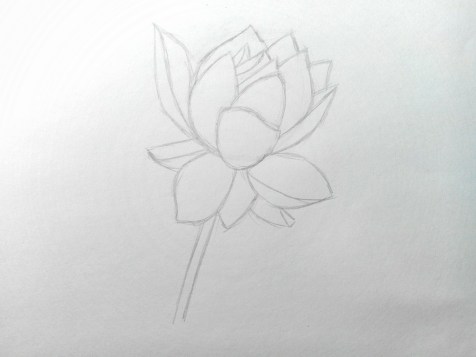 如何用铅笔画出一朵花？循序渐进的课程。第7步：铅笔画像 - Fenlin.ru