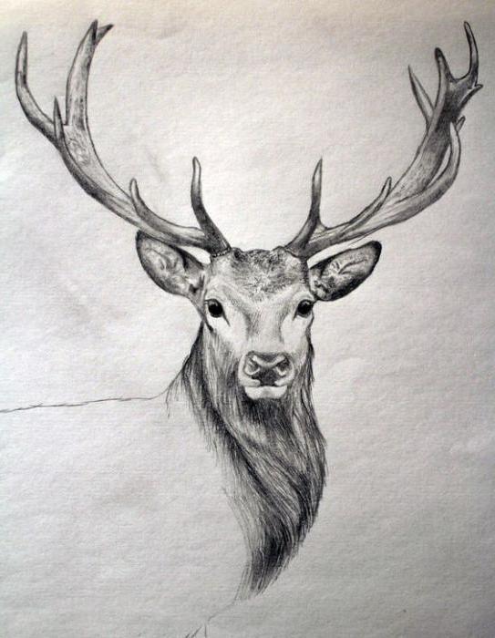 рисунка на глава на елен с молив