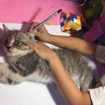 Ako nakresliť mačku