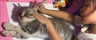 Как да нарисуваме котка