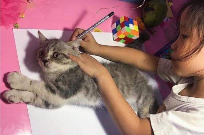 Hvordan man tegner en kat