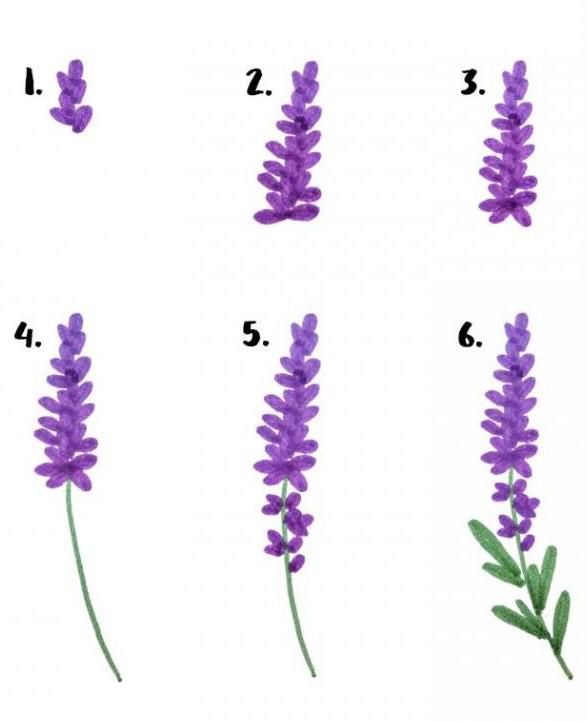 Miten piirtää laventeli tahmea askel askeleelta tavalla