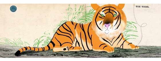 hvordan man tegner en liggende tiger
