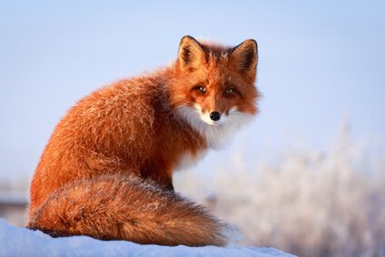 如何循序渐进地画一只狐狸。3个选项