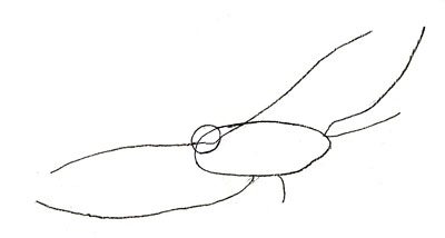 Hvordan man tegner en ørn, trin 2