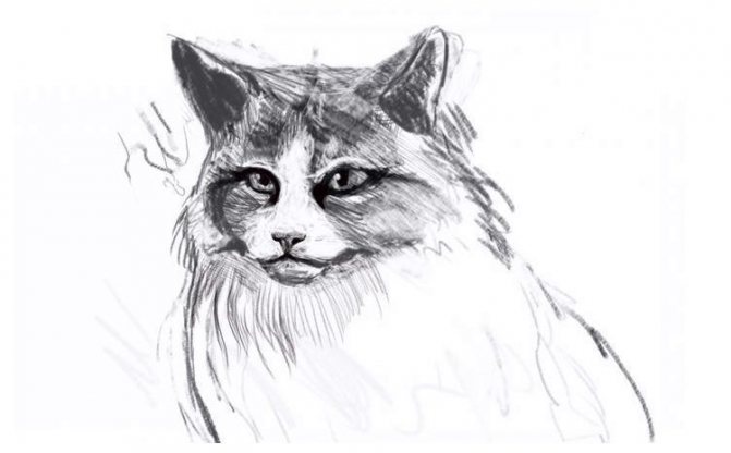 ふわふわの猫の描き方