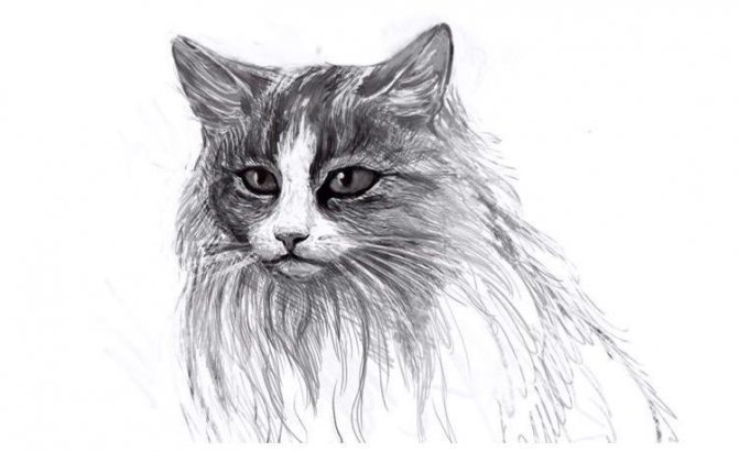 Kaip nupiešti pūkuotą katę