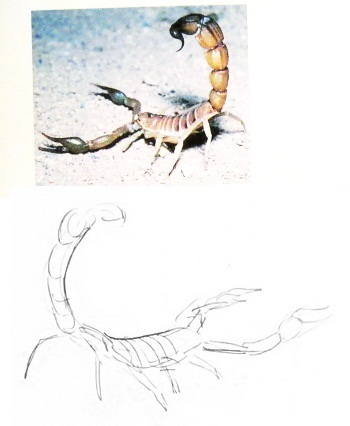 Jak narysować skorpiona 13