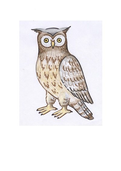 How to draw an owl? Step by step lessons with Stabilo