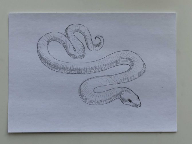 Hoe teken je een slang met een potlood in een stap-voor-stap tekening - eenvoudige slang Stap 3 - foto