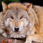Hvordan man skelner en ulv fra en hund