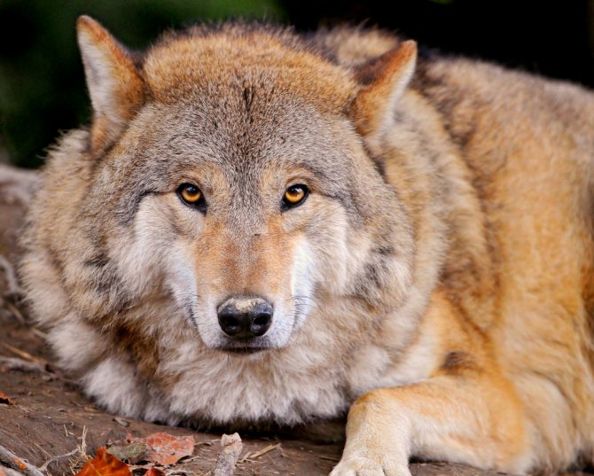 Hvordan man skelner en ulv fra en hund