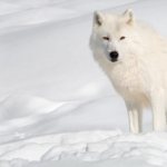 # How does a polar wolf look #