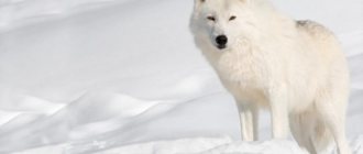 как изглежда полярният вълк