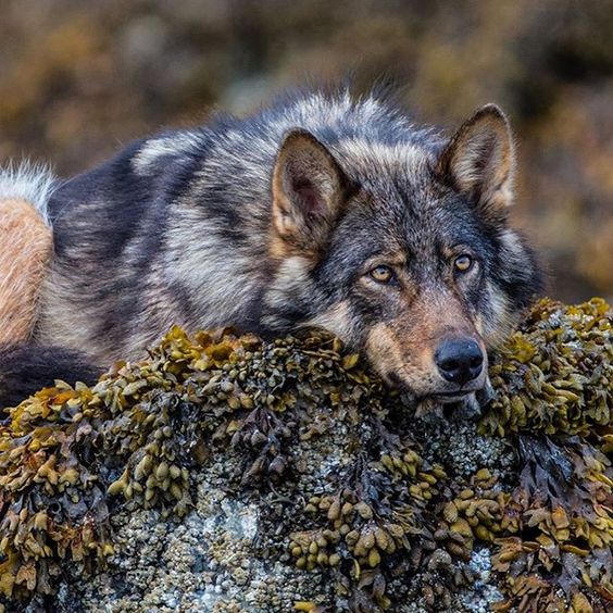 Obrázky a fotografie vlkov