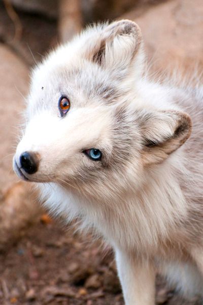 Images et photos de loups