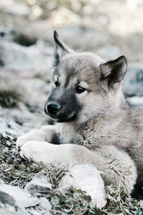 Foto's en afbeeldingen van wolven