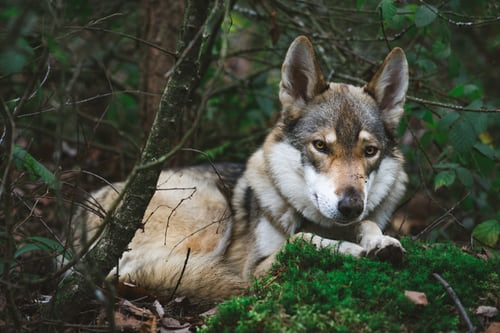 Fotografias e fotografias de lobos