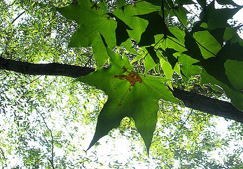 Small-leaved maple or mono maple