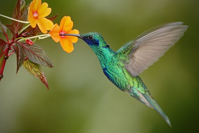 simbolo del colibrì