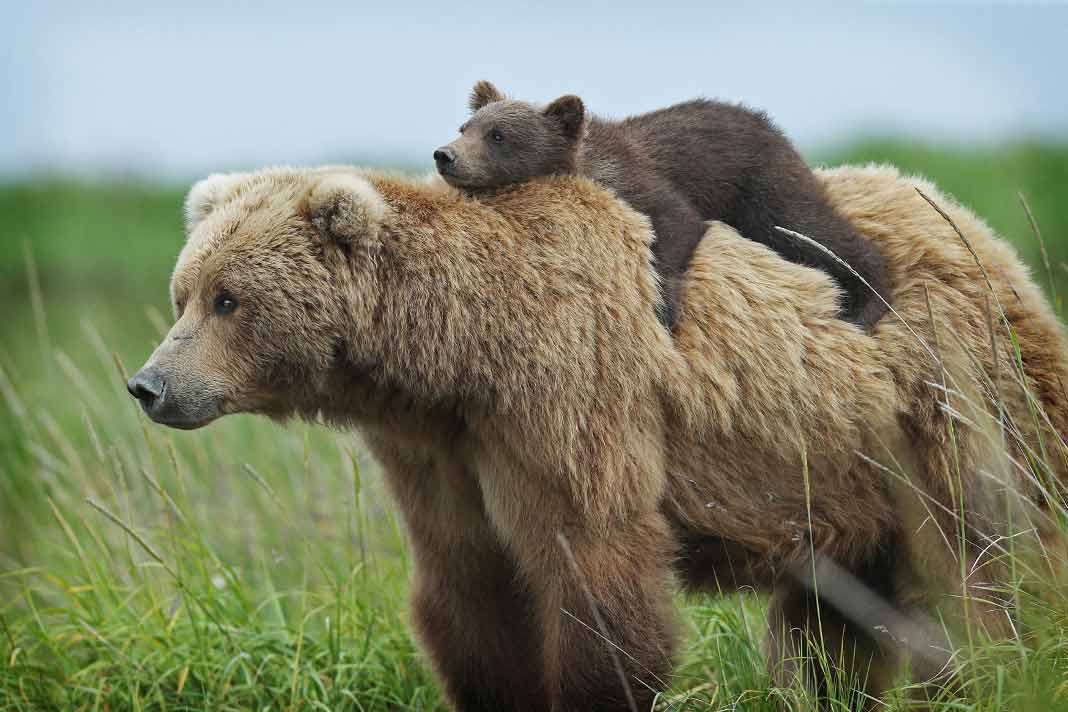 Smukke billeder af bjørne