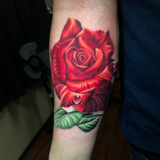 Vörös rózsa harmattal