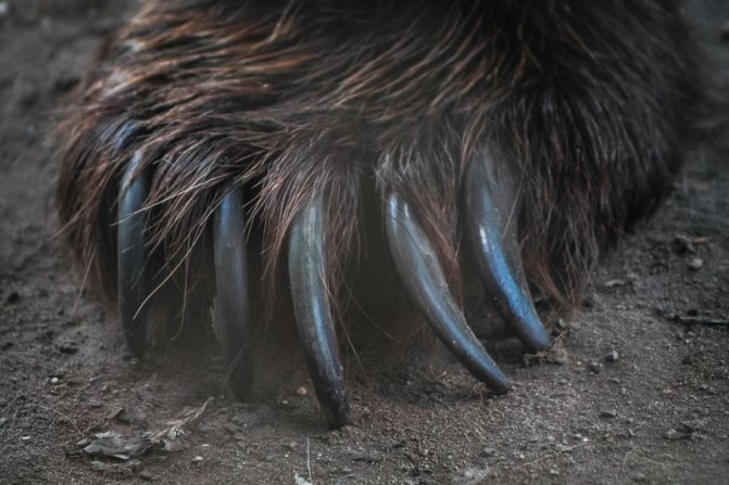 熊の前足は、前方に突き出た5本の爪が特徴で、恐ろしい武器である。