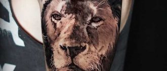 løve tatovering skulder