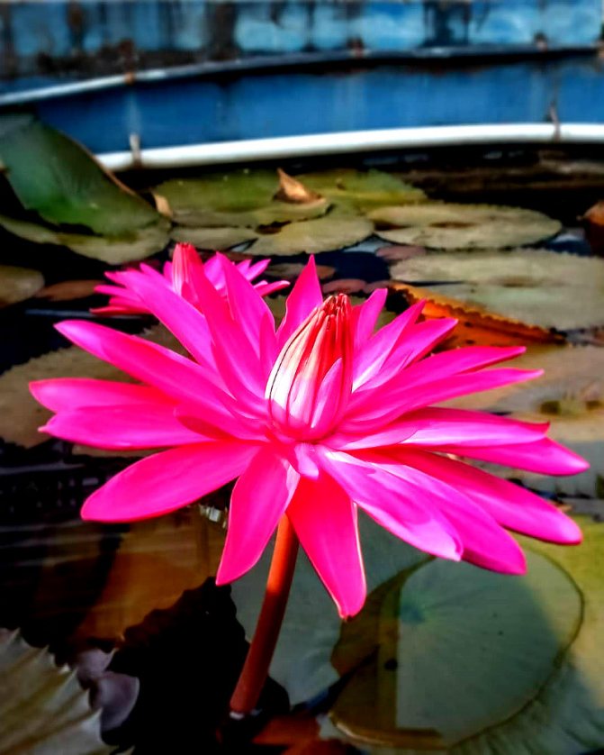 Lotus - floare a zeilor