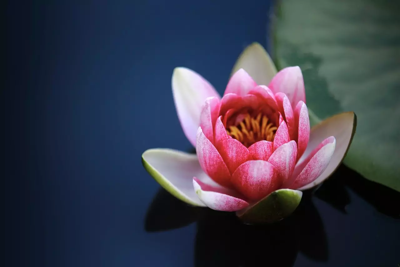 Lotus oude bloem