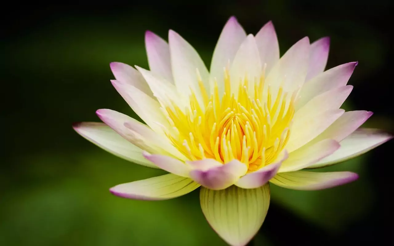 Lotus een oude bloem