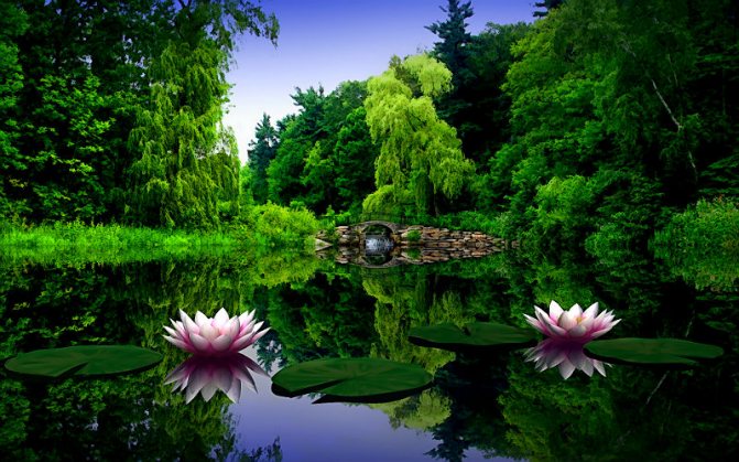 Lotus og dens symbolik