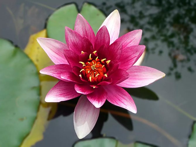 Περιγραφή του φυτού Lotus