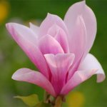 Magnolia - a flower of purity and charm