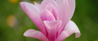 Magnolija - tyrumo ir žavesio gėlė