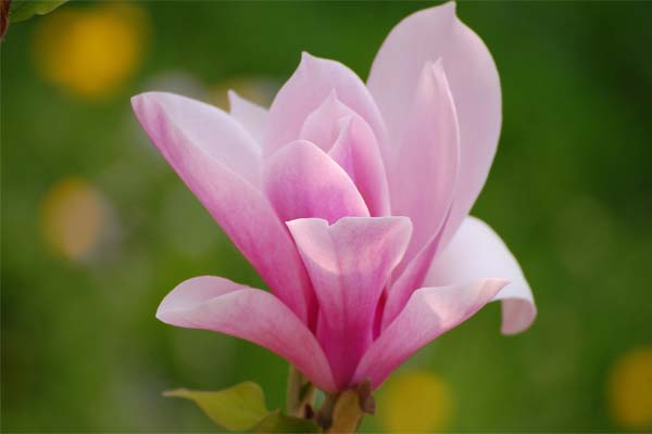 Magnolia - floare de puritate și farmec