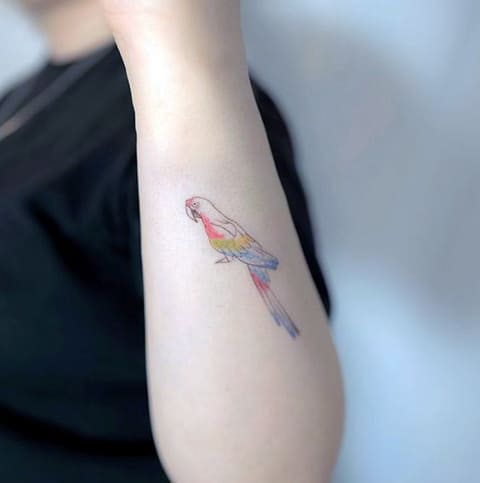 Pequena tatuagem de papagaio no braço de uma rapariga