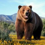 orso grizzly