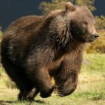 一只熊的速度可以达到每小时55公里。