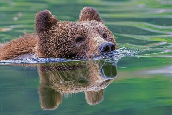 nuotare con l'orso