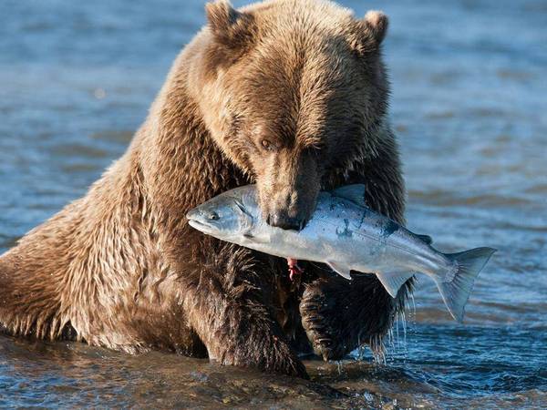 orso con pesce