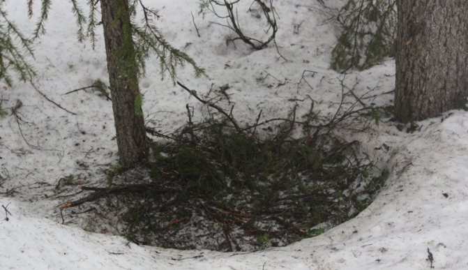 雪の上にねぐらを作り、小枝や白樺の小枝で覆い隠すクマ