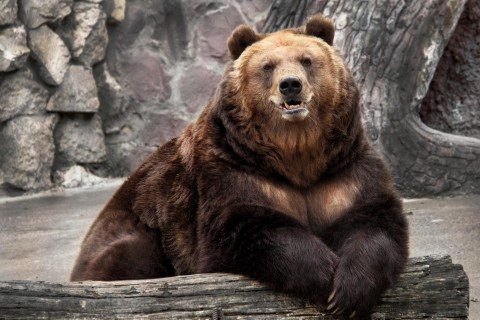 urs într-o grădină zoologică
