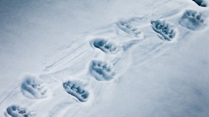 Следите на мечка в снега са знак, че наоколо се разхожда мече.