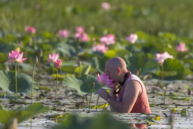 Floare de lotus tandru