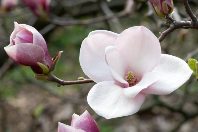 Blomsten af den sarte magnolia